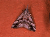 Hypena abyssinialis